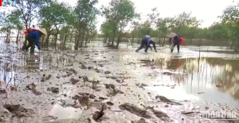 Phát triển sinh kế cho người dân huyện Tiền Hải dưới tán rừng ven biển. Phát triển sinh kế cho người dân huyện Tiền Hải dưới tán rừng ven biển.