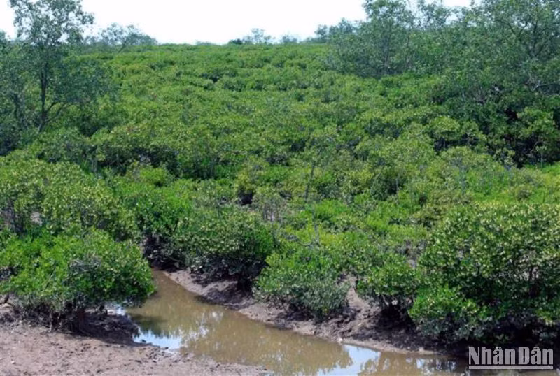 Một góc khu rừng đặc dụng xã Nam Hưng (huyện Tiền Hải, tỉnh Thái Bình).