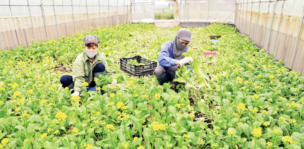 Thu hoạch rau tại Hợp tác xã rau hữu cơ Cuối Quý, xã Đan Phượng, huyện Đan Phượng. (Ảnh VŨ SINH)