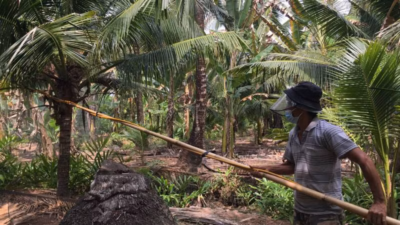 Người dân phun thuốc bảo vệ thực vật để diệt sâu đầu đen. (Ảnh: HOÀNG TRUNG)