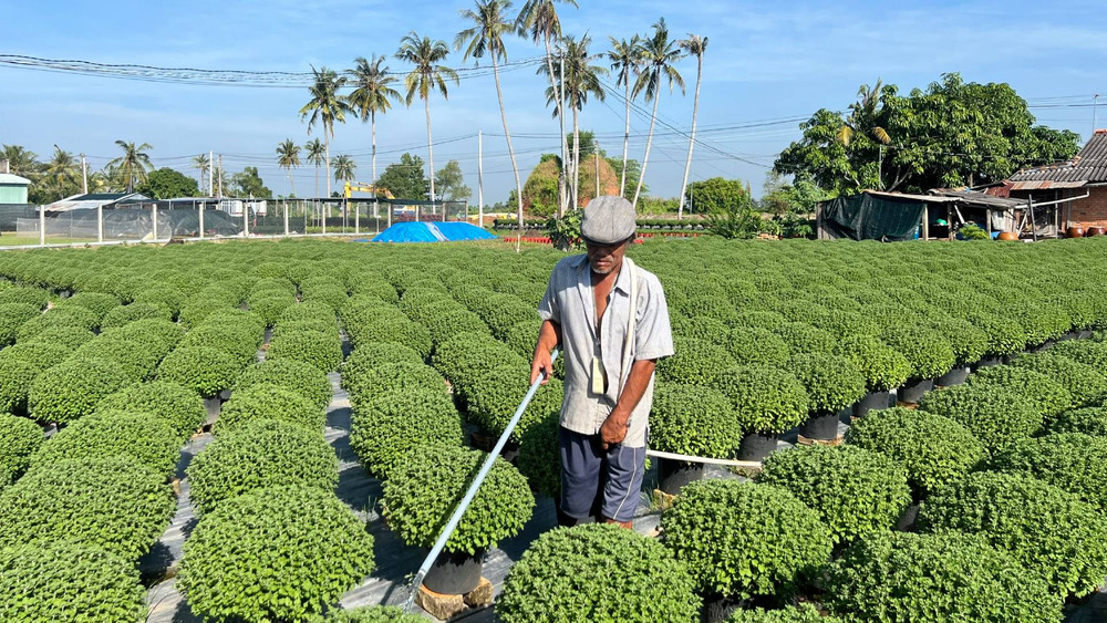 Bến Tre người dân gặp khó vì cúc mâm xôi chậm ra hoa | Báo Nhân Dân điện tử