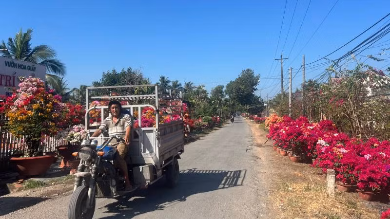 Con đường vào xã Phú Sơn (huyện Chợ Lách, tỉnh Bến Tre) rực rỡ sắc màu hoa giấy.