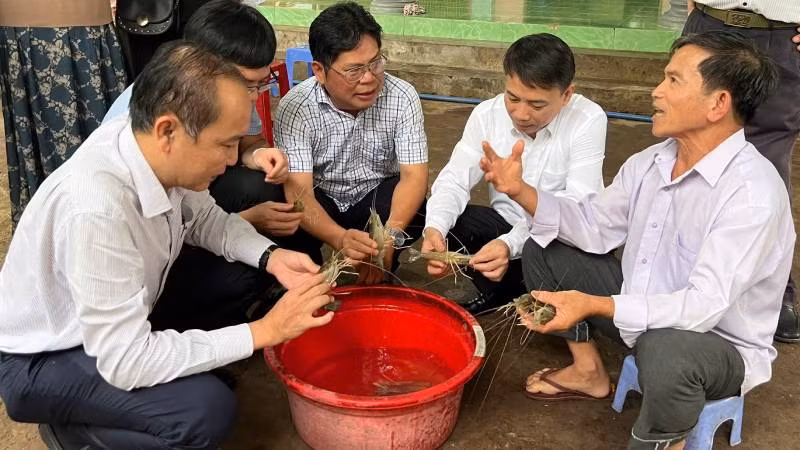 Lãnh đạo Trung ương Hội nông dân Việt Nam tham quan mô hình nuôi tôm càng xanh toàn đực tại huyện Thạnh Phú. (Ảnh: HOÀNG TRUNG)
