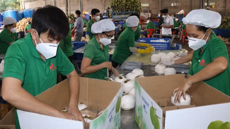 Dừa tươi tỉnh Bến Tre chính thức được xuất khẩu sang thị trường Trung Quốc. (Ảnh: HOÀNG TRUNG)