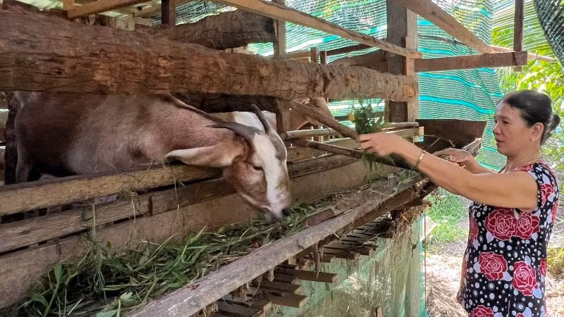 Gia đình bà Nguyễn Thị Bé Năm phát triển đàn dê từ nguồn vốn hỗ trợ sinh kế thoát nghèo. (Ảnh: HOÀNG TRUNG)