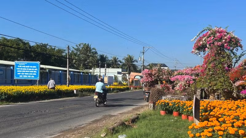 Hai bên đường tại xã Tân Phú Tây (huyện Mỏ Cày Bắc, tỉnh Bến Tre) được tập kết rất nhiều hoa, cây cảnh.