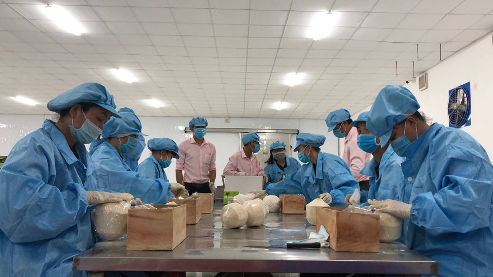 Đóng gói, xuất khẩu dừa tươi tại tỉnh Bến tre. (Ảnh: HOÀNG TRUNG)