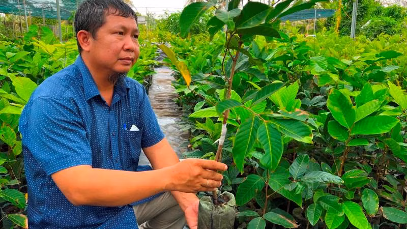 Sản xuất giống cây ăn quả tại huyện Chợ Lách, tỉnh Bến Tre.
