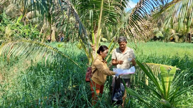 Phóng thích ong ký sinh diệt sâu đầu đen tại xã An Thạnh (huyện Mỏ Cày Nam, tỉnh Bến Tre). (Ảnh: HOÀNG TRUNG)