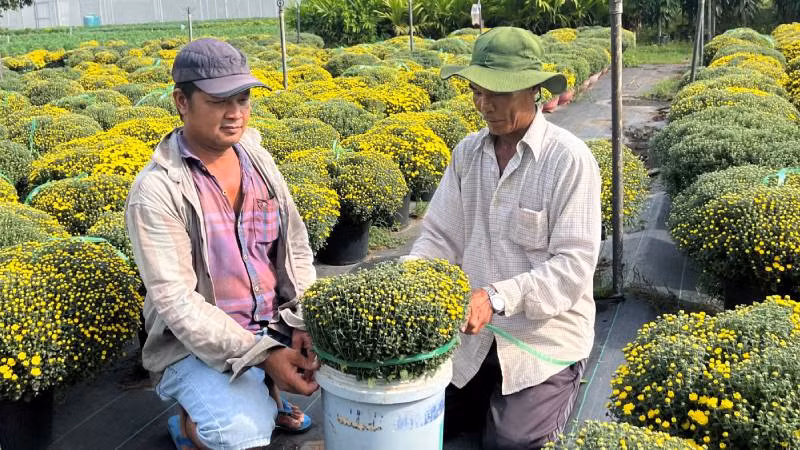 Người dân xã Vĩnh Thành (huyện Chợ Lách, tỉnh Bến Tre) thu hoạch cúc mâm xôi bán cho thương lái.