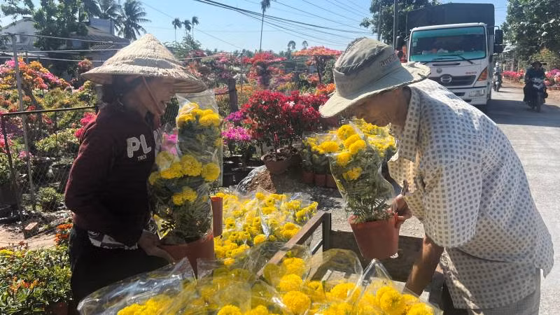 Gia đình ông Nguyễn Văn Mười Hai (ngụ xã Phú Sơn, huyện Chợ Lách, tỉnh Bến Tre) chuẩn bị hoa vạn thọ giao cho thương lái.