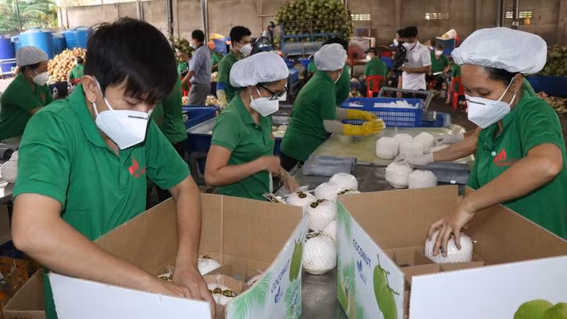 Sản phẩm từ dừa của Bến Tre xuất sang 90 nước và vùng lãnh thổ. (Ảnh: HOÀNG TRUNG)