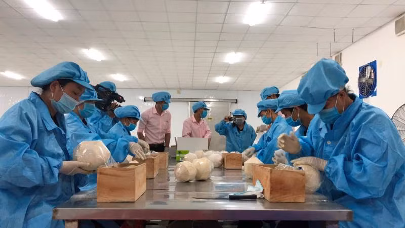 Sơ chế dừa tươi xuất khẩu tại Bến Tre.