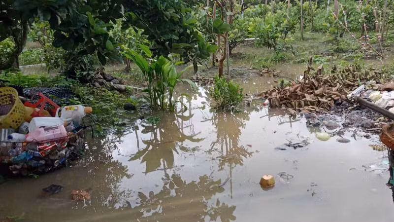 Sạt lở tại cồn Phú Đa làm nước tràn vào vườn cây ăn quả của người dân. (Ảnh: HOÀNG TRUNG)