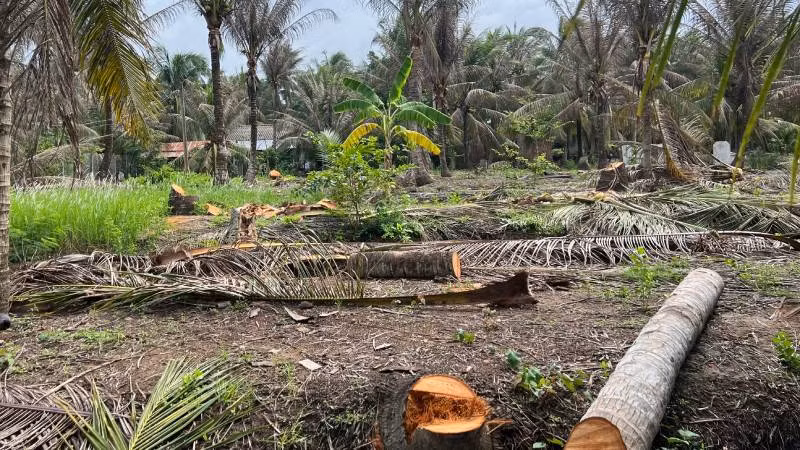 Vườn dừa tại xã Minh Đức (huyện Mỏ Cày Nam, tỉnh Bến Tre) phải đốn bỏ do sâu đầu đen tấn công. (Ảnh: HOÀNG TRUNG)