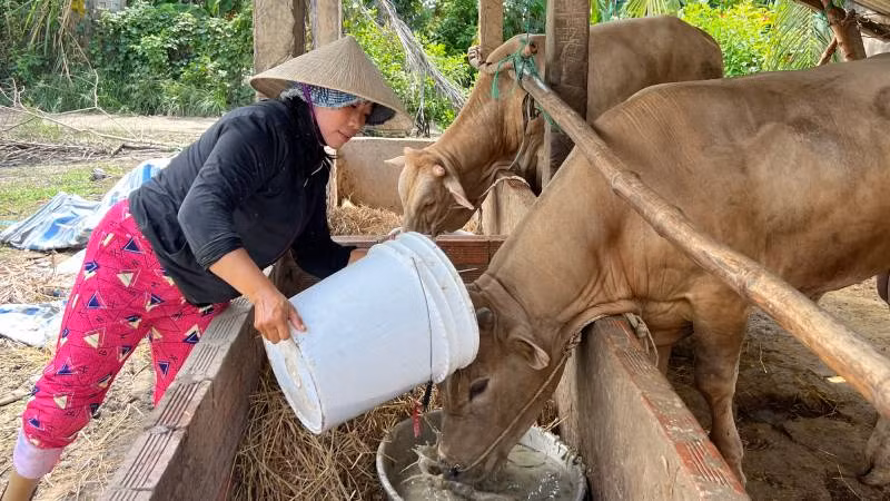 Gia đình bà Nguyễn Thị Trang (ngụ xã An Bình Tây, huyện Ba Tri) được hỗ trợ vốn nuôi bò thoát nghèo. (Ảnh: HOÀNG TRUNG)