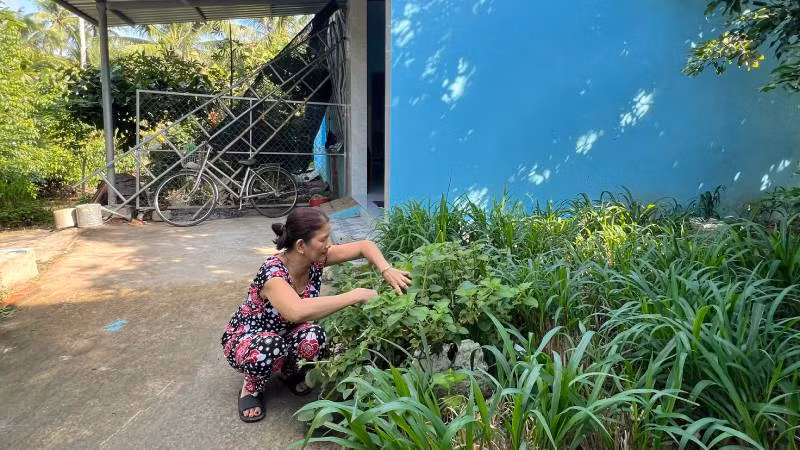 Bà Nguyễn Thị Bé Năm trồng cỏ để chăn nuôi dê ngay bên căn nhà mới. (Ảnh: HOÀNG TRUNG)