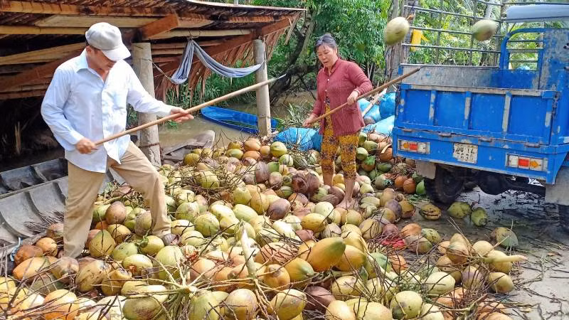 Người dân trồng dừa hữu cơ theo chuỗi giá trị mang lại hiệu quả kinh tế cao. (Ảnh: HOÀNG TRUNG)