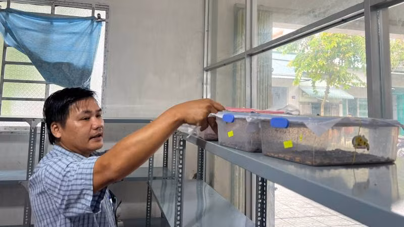 Nuôi ong ký sinh tại Trạm Trồng trọt và Bảo vệ thực vật Cù Lao Minh. (Ảnh: HOÀNG TRUNG)