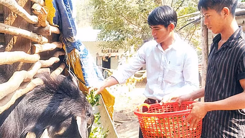 Đại diện Hội Nông dân xã Đăk Pxi hướng dẫn người dân thôn Krông Đuân chăn nuôi dê nhốt chuồng.