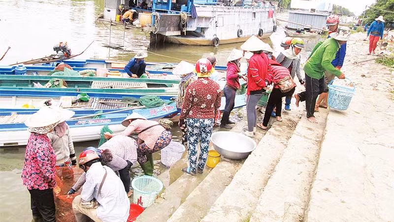 Một điểm thu mua cá linh trong mùa nước nổi.