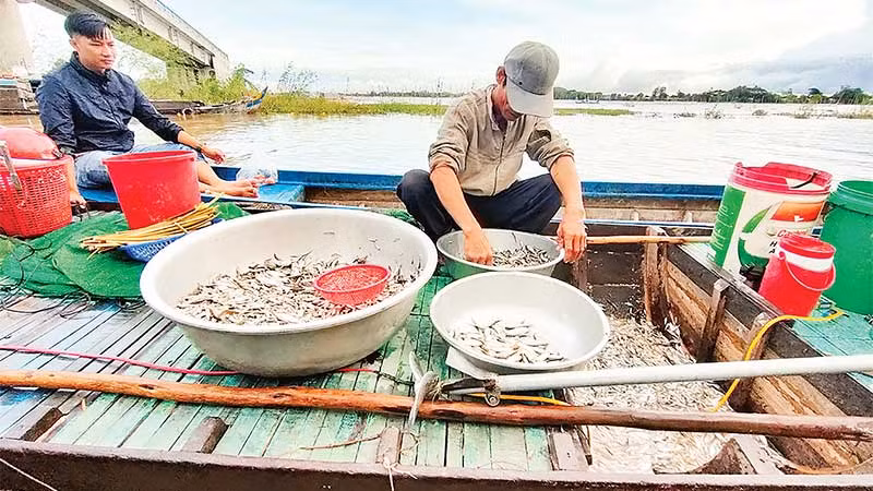 Mùa lũ giúp ngư dân có thu nhập ổn định từ đánh bắt cá.