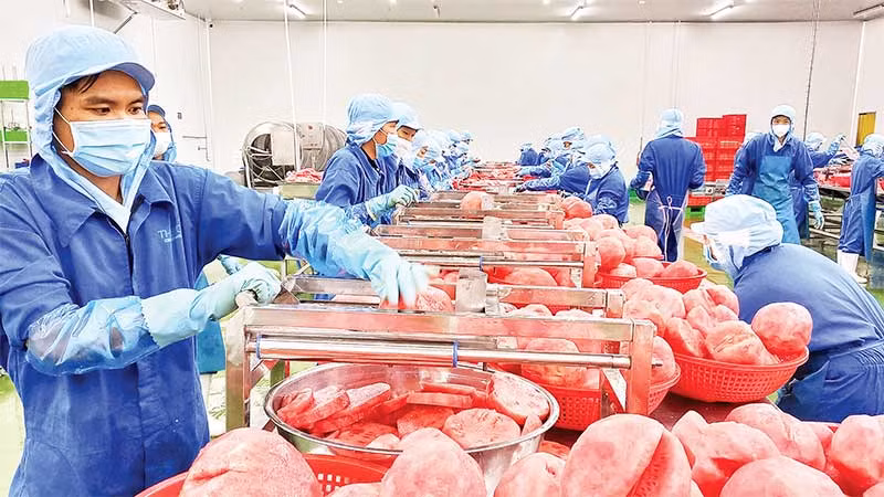 Chế biến dưa hấu tại Công ty cổ phần công nghiệp thực phẩm Thabico Tiền Giang (huyện Chợ Gạo).