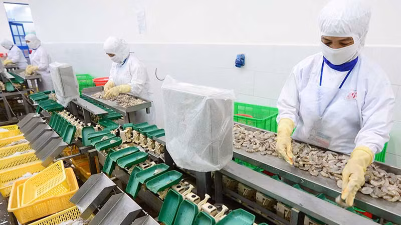 Chế biến thủy sản xuất khẩu tại Công ty CP Thủy sản Cafatex (Hậu Giang). (Ảnh TRẦN QUỐC)