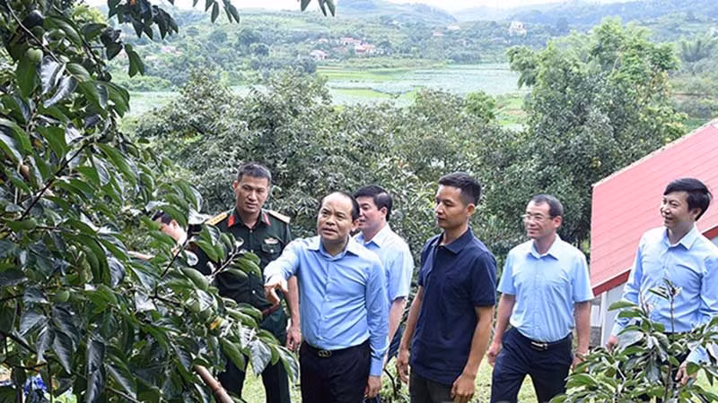 Đồng chí Nguyễn Quốc Đoàn cùng đoàn công tác của tỉnh khảo sát mô hình trồng cây hồng tại thôn Bản Lành, xã Hòa Cư, huyện Cao Lộc, Lạng Sơn. (Ảnh ĐÌNH QUANG)
