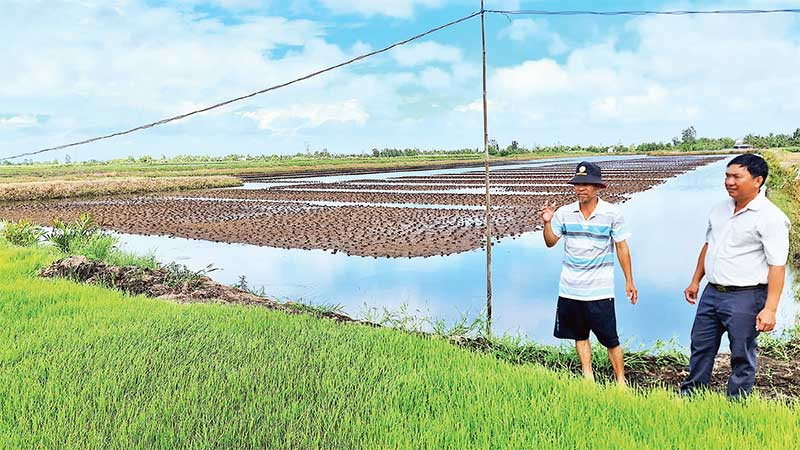 Nhà nông ấp Hữu Thời (xã Biển Bạch Đông, huyện Thới Bình) rửa mặn đồng tôm chuẩn bị gieo trồng vụ lúa.