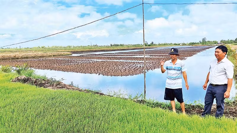 Nhà nông ấp Hữu Thời (xã Biển Bạch Đông, huyện Thới Bình) rửa mặn đồng tôm chuẩn bị gieo trồng vụ lúa.