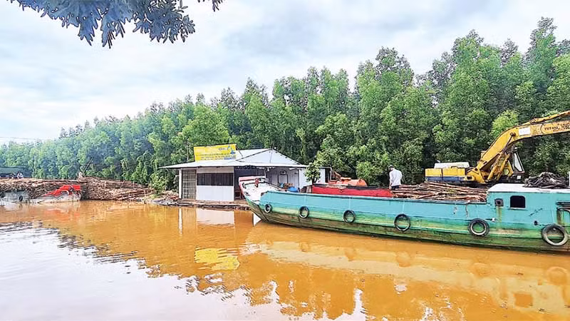 Khách hàng được hỗ trợ gói vay tín dụng 15.000 tỷ đồng, thu mua lâm sản ở miệt rừng U Minh Hạ.