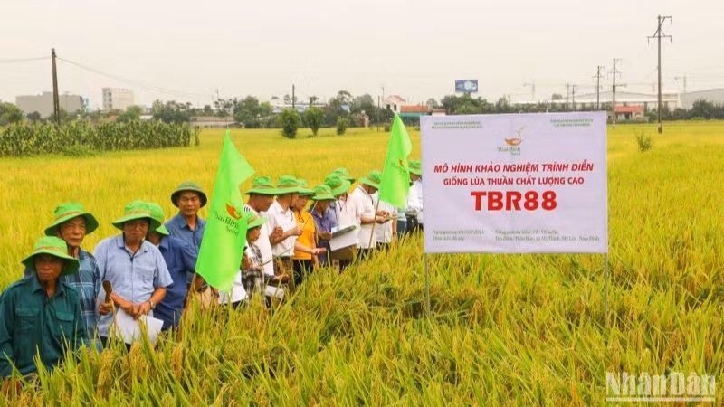 Vụ đông xuân năm nay, ThaiBinh Seed đã đưa ra khảo nghiệm diện rộng 20 giống lúa mới.