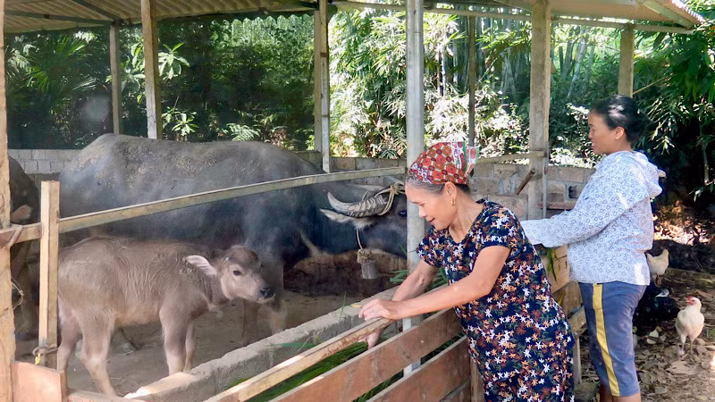 Gia đình bà Ninh Thị Va, dân tộc Sán Chay, thôn Đồng Min xã Bình Yên, huyện Sơn Dương được hỗ trợ vay vốn để mua trâu nuôi sinh sản.