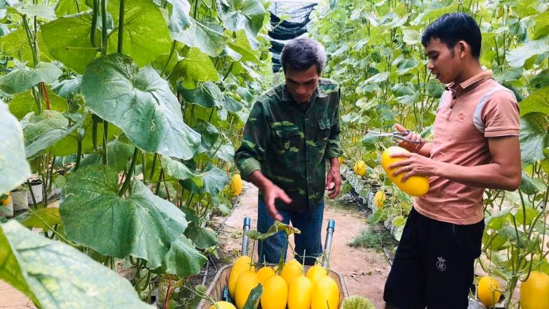 Mô hình trồng dưa lưới trong nhà màng của Hợp tác xã Đại Hà, xã Quang Thuận, huyện Bạch Thông. (Ảnh: HƯƠNG DỊU) Mô hình trồng dưa lưới trong nhà màng của Hợp tác xã Đại Hà, xã Quang Thuận, huyện Bạch Thông. (Ảnh: HƯƠNG DỊU)