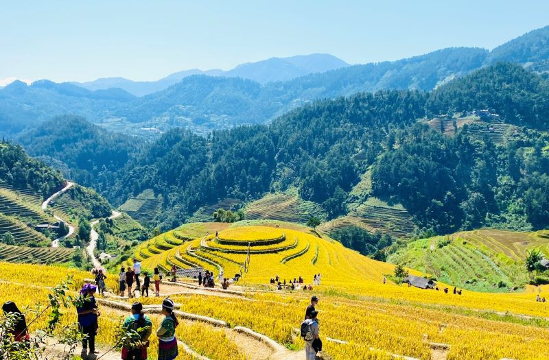 Điểm đến đồi mâm xôi thuộc danh thắng ruộng bậc thang Mù Cang Chải (Yên Bái) luôn hấp dẫn du khách mùa lúa chín. (Ảnh: Sơn Giang)
