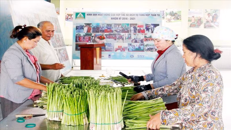 Thành viên Hợp tác xã dịch vụ tổng hợp Tuấn Tú tại điểm thu mua, phân loại chất lượng sản phẩm măng tây xanh của nông dân sau khi thu hoạch.