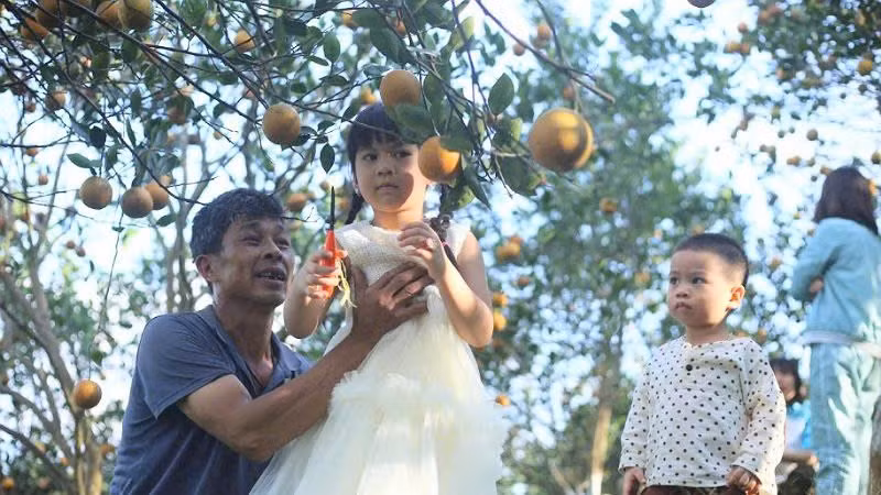 Các cháu nhỏ rất thích mô hình trải nghiệm cắt cam tại vườn Hợp tác xã 3T Farm của hộ gia đình ông Đỗ Ngọc Hà. (Ảnh LỆ THỦY)