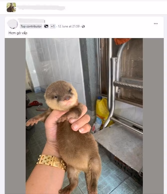 Một cá thể rái cá bị rao bán trên mạng. Những cá thể này sau khi được nuôi nhốt sẽ mất hết bản năng hoang dã tự nhiên.