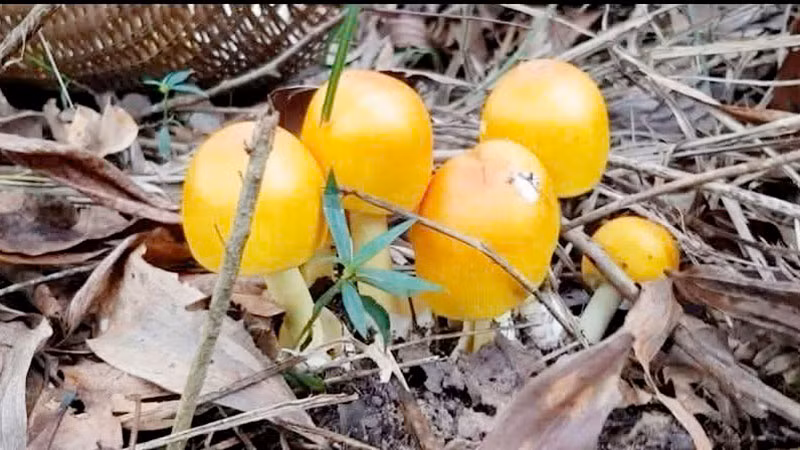 Một loại nấm tên "nấm trứng gà".