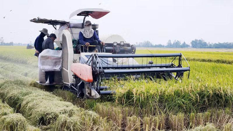 Thu hoạch lúa từ Đề án 1 triệu ha lúa chất lượng cao của Hợp tác xã Vinacam, ở xã Nam Thái Sơn, huyện Hòn Đất, tỉnh Kiên Giang. 