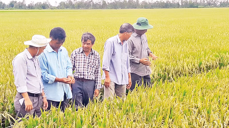 Nhờ áp dụng mô hình canh tác lúa hữu cơ, nông dân Sóc Trăng tiết kiệm chi phí, giảm tác động có hại đến môi trường.
