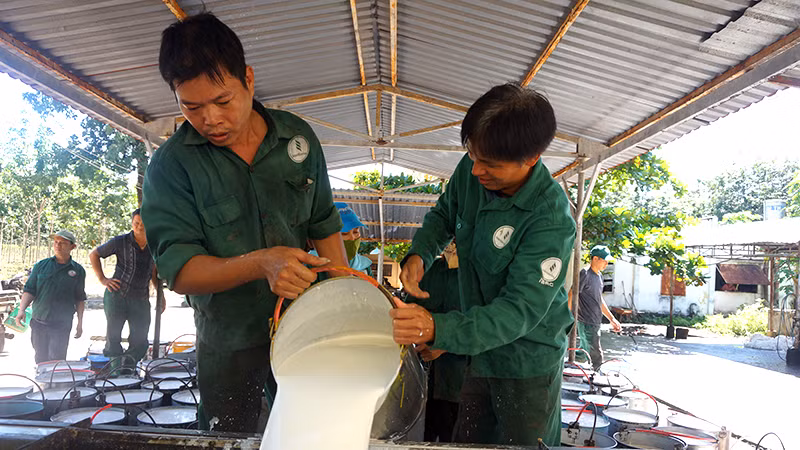 Công nhân Công ty cổ phần Cao-su Tân Biên (huyện Tân Châu, tỉnh Tây Ninh) thu hoạch mủ cao-su.