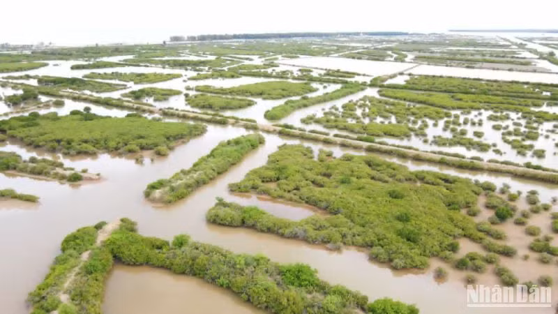Khu bảo tồn thiên nhiên đất ngập nước Tiền Hải tại địa bàn xã Nam Phú.
