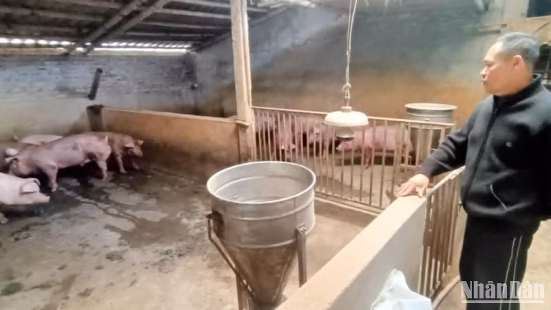 Người chăn nuôi lợn ở Bách Thuận (Vũ Thư, Thái Bình) khá thận trọng tái đàn thời điểm hiện nay, dù giá bán đang tăng cao, có lãi.