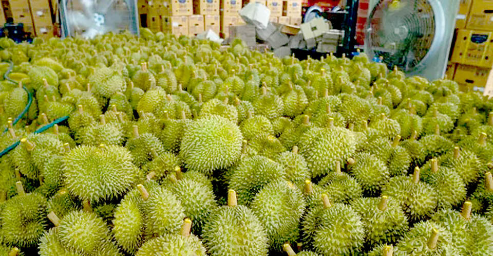 Thái Lan đặt mục tiêu đưa kim ngạch xuất khẩu sầu riêng năm 2023 lên 100 tỷ bạt. (Ảnh: Pattaya Mail)