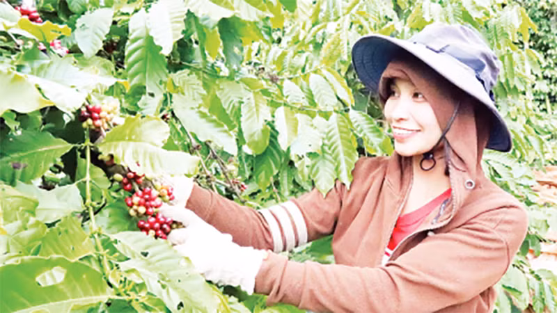 Nông dân Đắk Lắk chăm sóc cây cà-phê. 