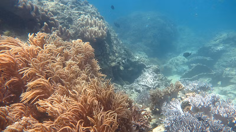 Bảo vệ rạn san hô và thảm thực vật biển là vấn đề cấp thiết nhằm bảo tồn đa dạng sinh học tại Khu bảo tồn biển Lý Sơn.