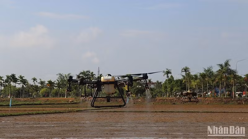 Sử dụng thiết bị bay không người lái (drone) để phun thuốc bảo vệ thực vật trong sản xuất nông nghiệp ở huyện Mộ Đức. 
