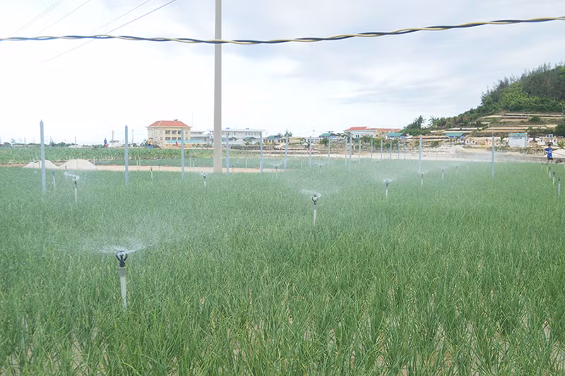 Nông dân huyện đảo Lý Sơn ứng dụng công nghệ tưới phun tự động vào sản xuất nông nghiệp.